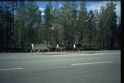 Rentiere in Lappland 